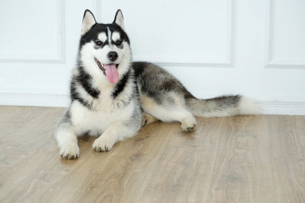 Siberian Huskies Aggressive