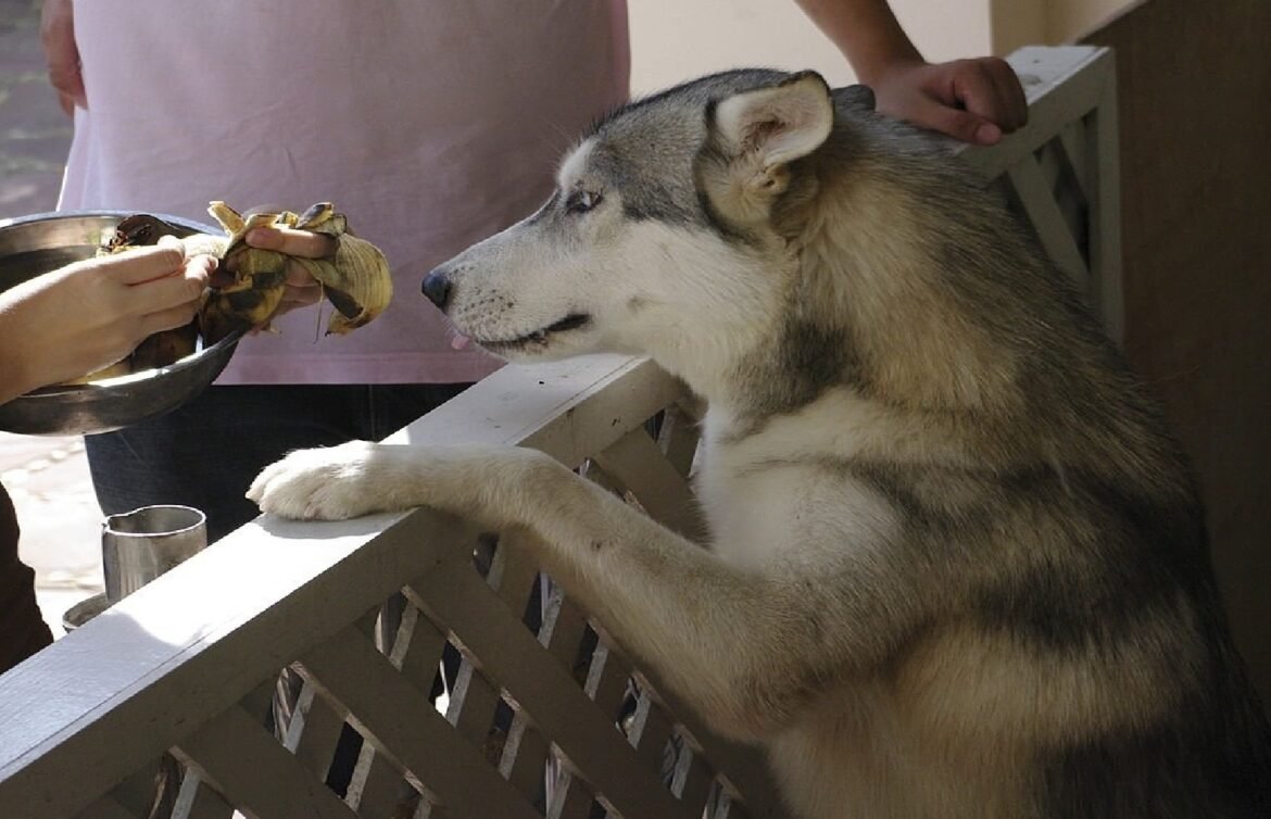 Siberian Huskies Eat Bananas Can Huskies Eat Bananas