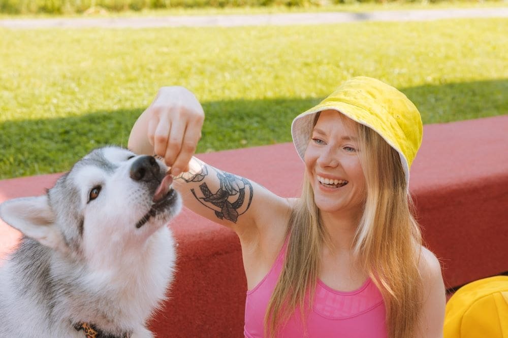 Siberian husky training positive reinforcement