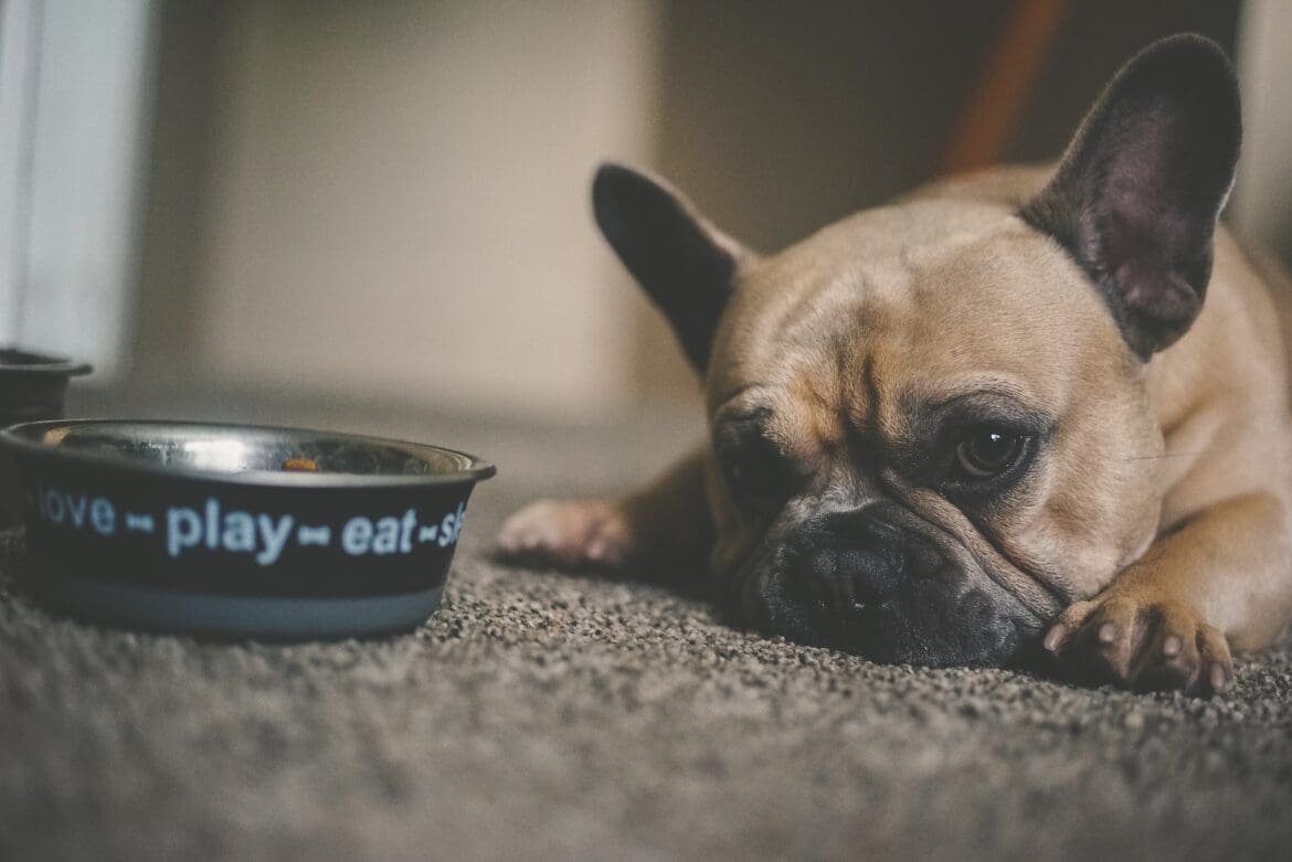 What Can French Bulldog Eat What Can French Bulldogs Eat