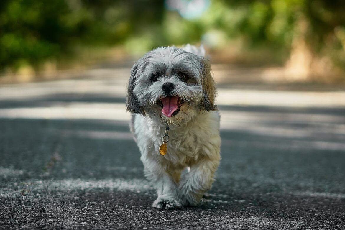 Why Does Shih Tzu Snort Why Does Shih Tzu Snort