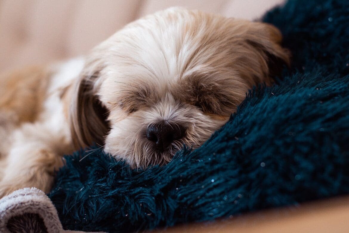 Why does Shih Tzu sleep so much