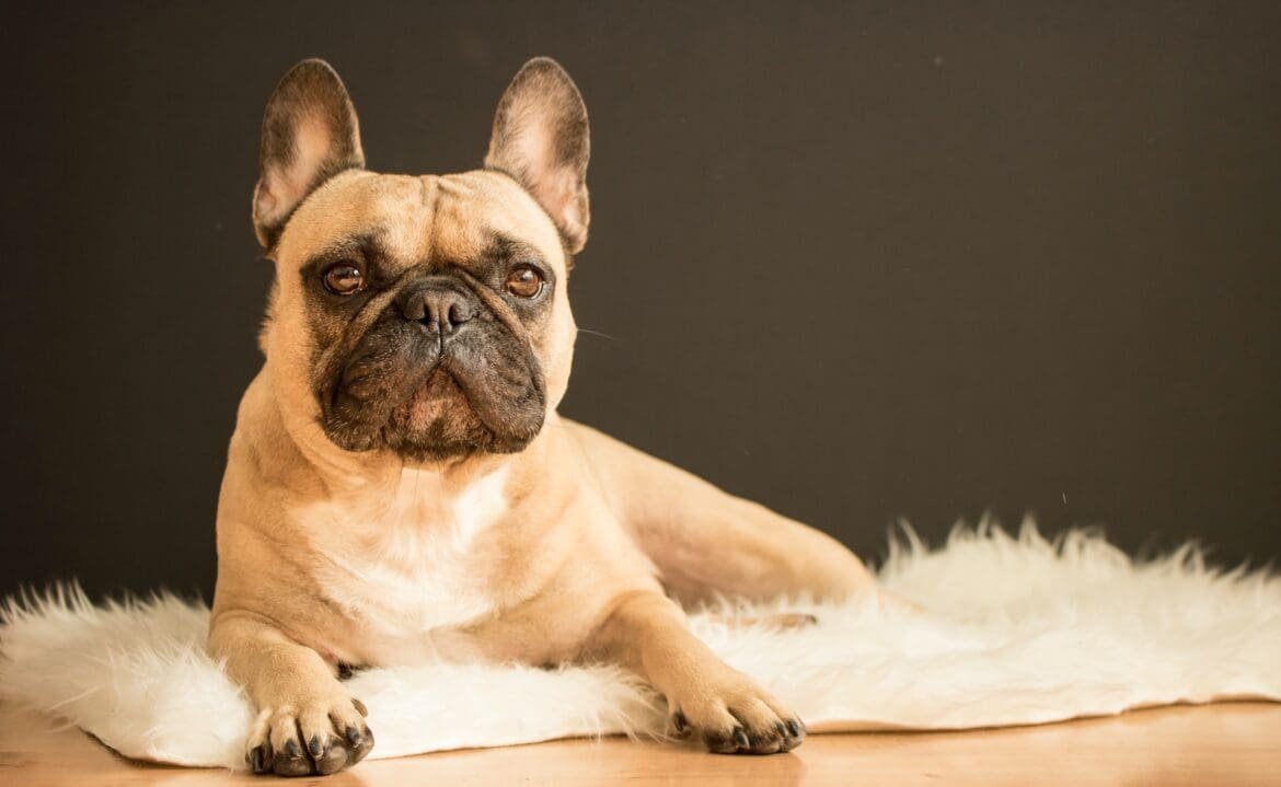 Unravelling the Mystery: Why Are French Bulldogs So Expensive