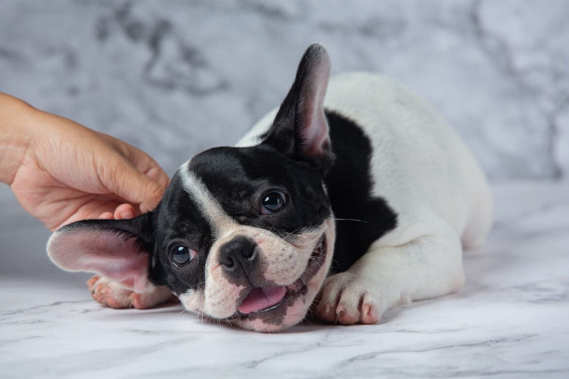 how to clean French Bulldog ears how to clean French Bulldog ears