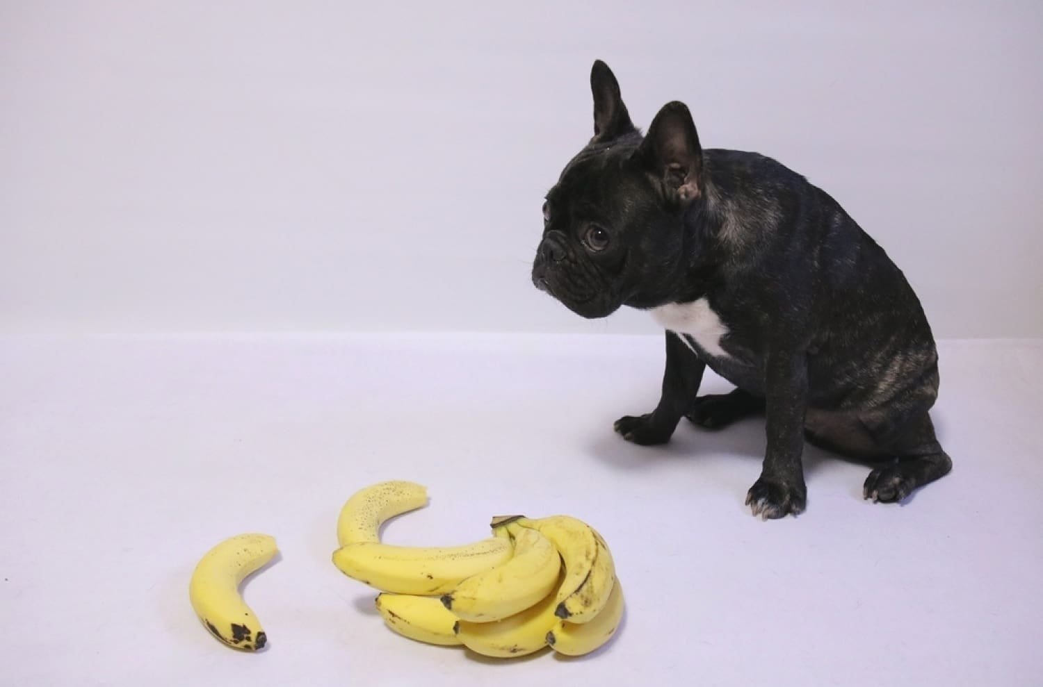 Can French Bulldog Eat Banana? A Comprehensive Guide | pawsometips.com