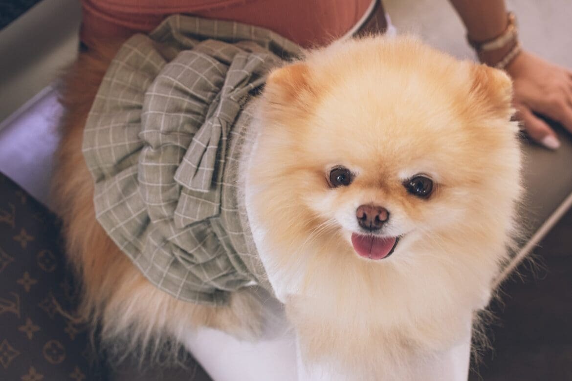 Are Pomeranians Hypoallergenic Unveiling the Truth: Are Pomeranians Hypoallergenic?
