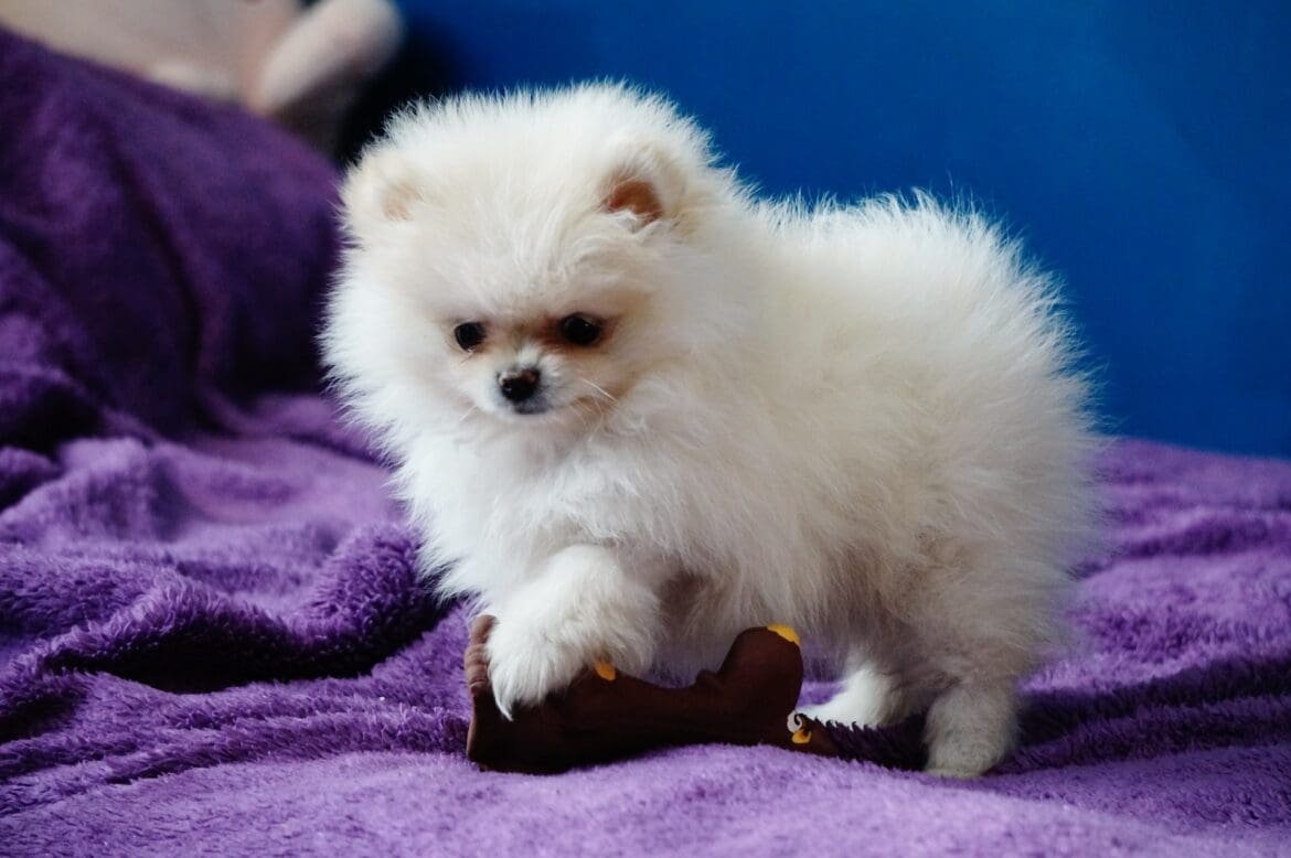 Unleashing The Intelligence: Are Pomeranians Smart?