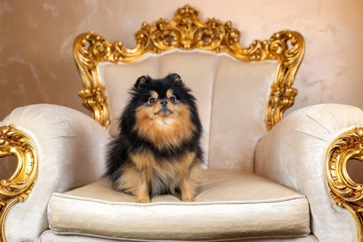 Discover The Allure of Black Sable Pomeranians