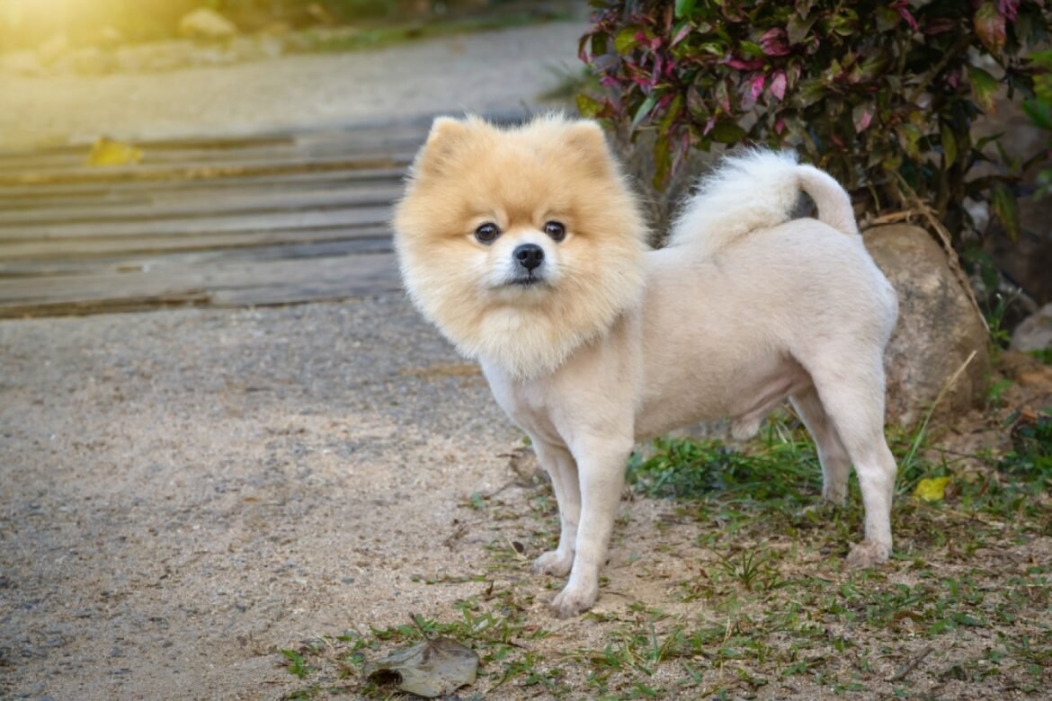 Pomeranians Without Hair