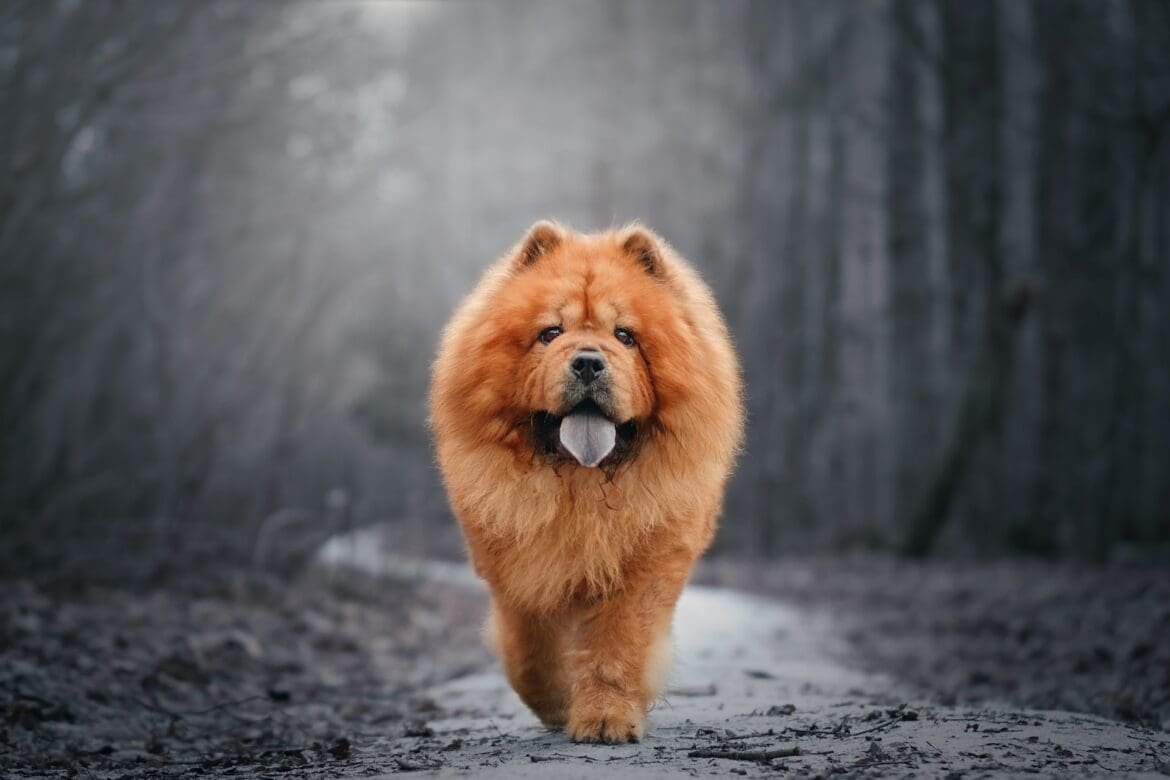 Pomeranian Chow mix