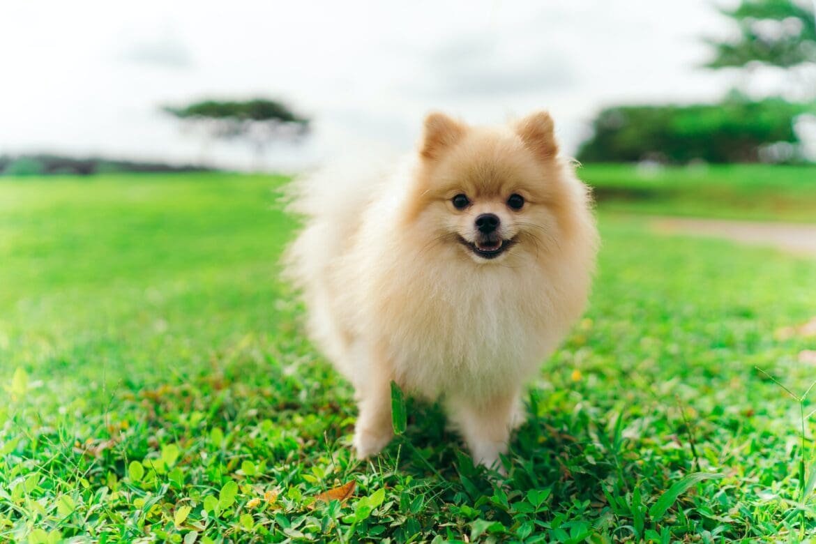 Pomeranian Coughing: The Ultimate Guide To Treating | pawsometips.com