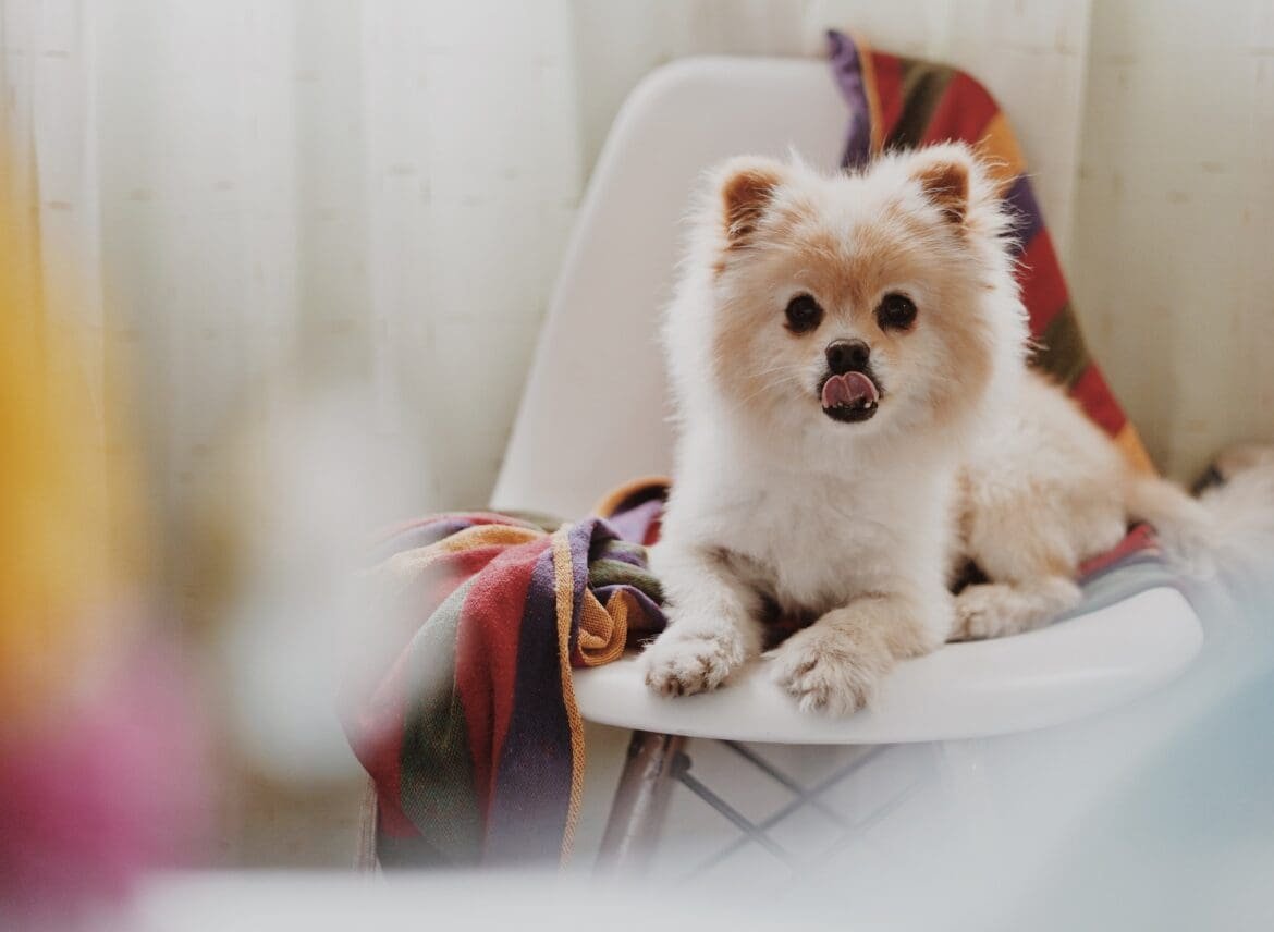 why pomeranians are the worst dogs