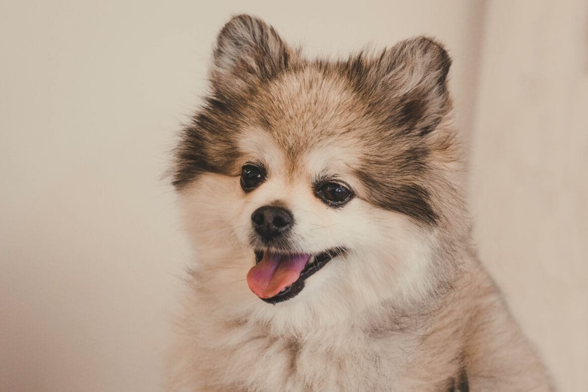 Wolf Sable Pomeranian: The Enigmatic Beauty Of Their Unique Coat ...