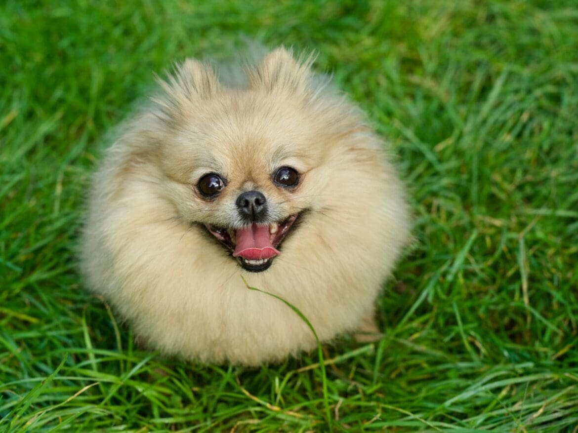 Exploring the Playful World of Beaver Pomeranians