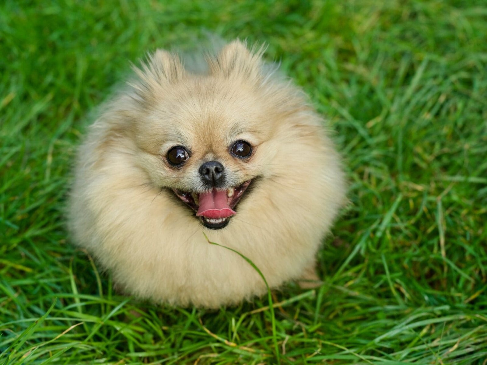 Beaver Pomeranians: Exploring The Playful World | pawsometips.com