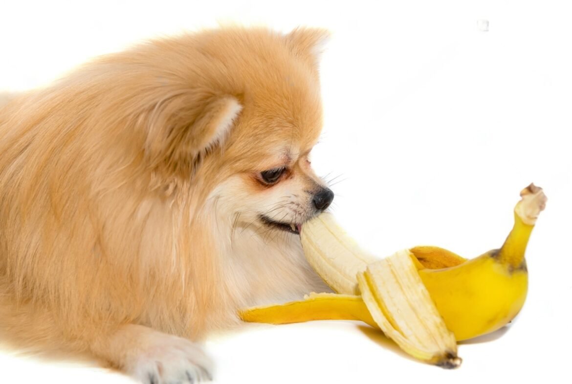 can pomeranian eat Banana Can Pomeranians Eat Bananas