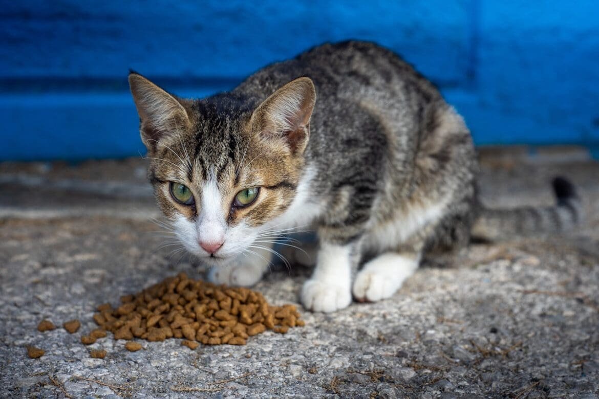 is 9 lives cat food killing cats