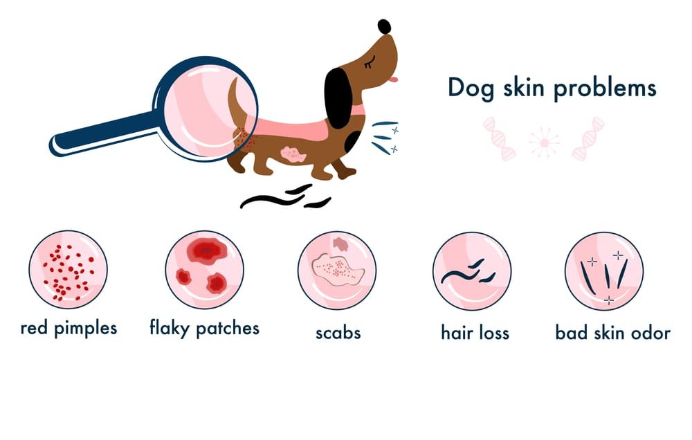 Dachshund Allergies: The Itchy Truth | pawsometips.com