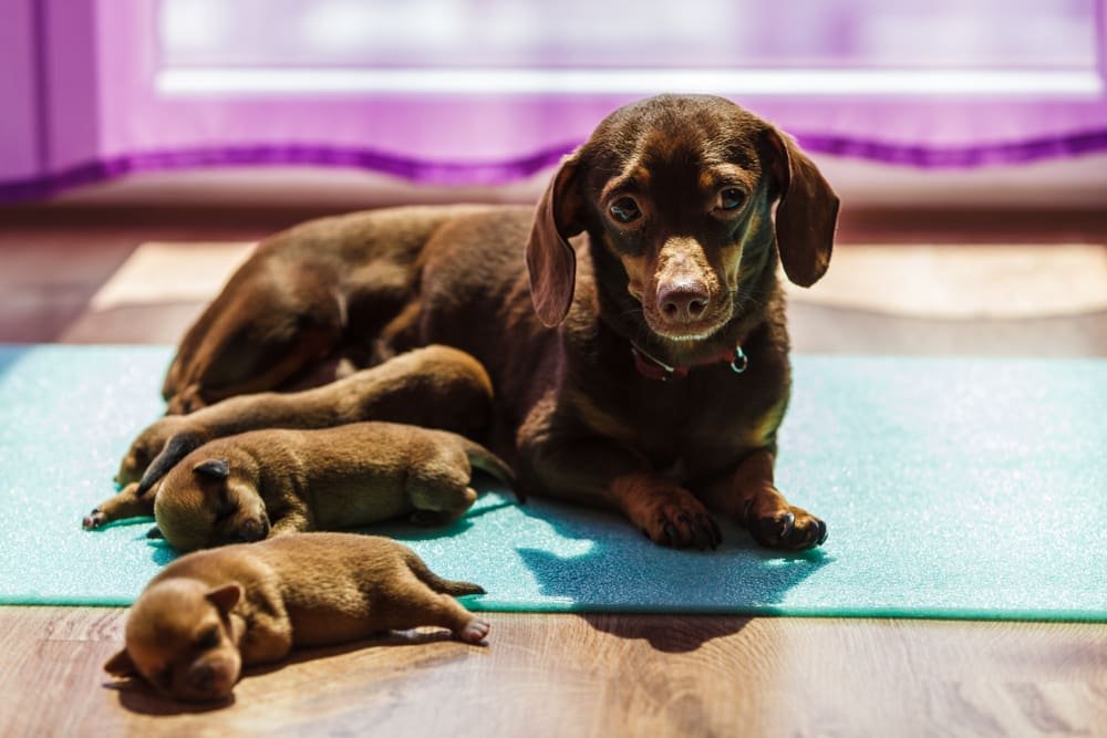 how-long-are-dachshunds-pregnant-unveiling-the-countdown-pawsometips