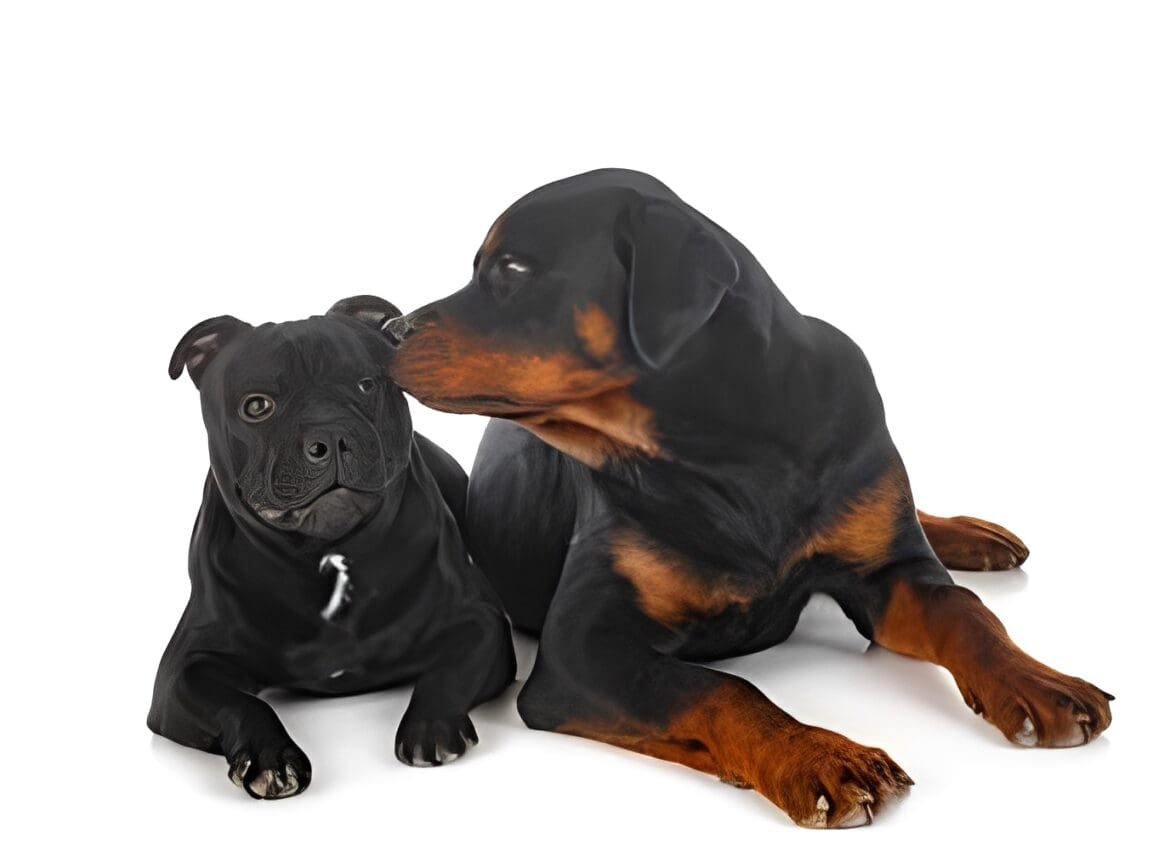 Can a Rottweiler Kill a Pitbull can a rottweiler kill a pitbull