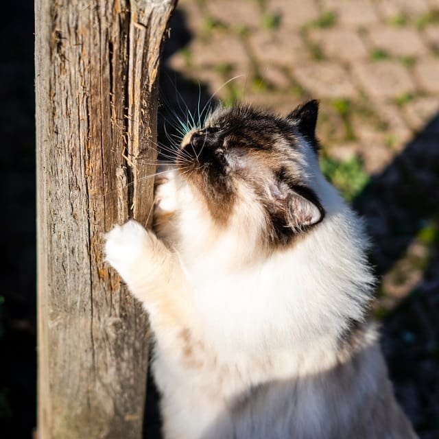 the dark side of Ragdoll cats