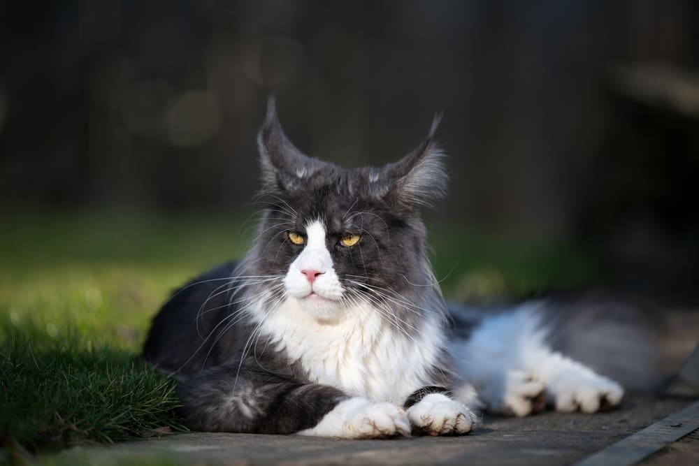 Maine Coon Ear Tufts Nature's Adorable Accessory Revealed