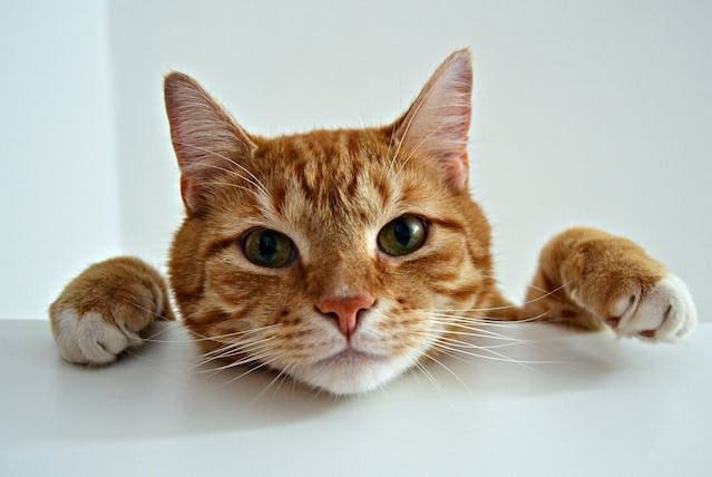 Are Most Orange Cats Male? Ratio Will Surprise You | pawsometips.com