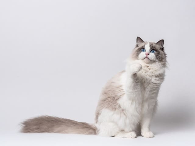 Pretty Ragdoll cat